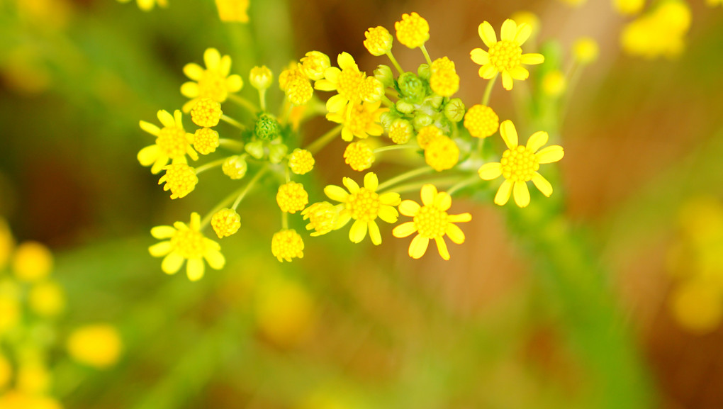 Yellow is the color of happiness