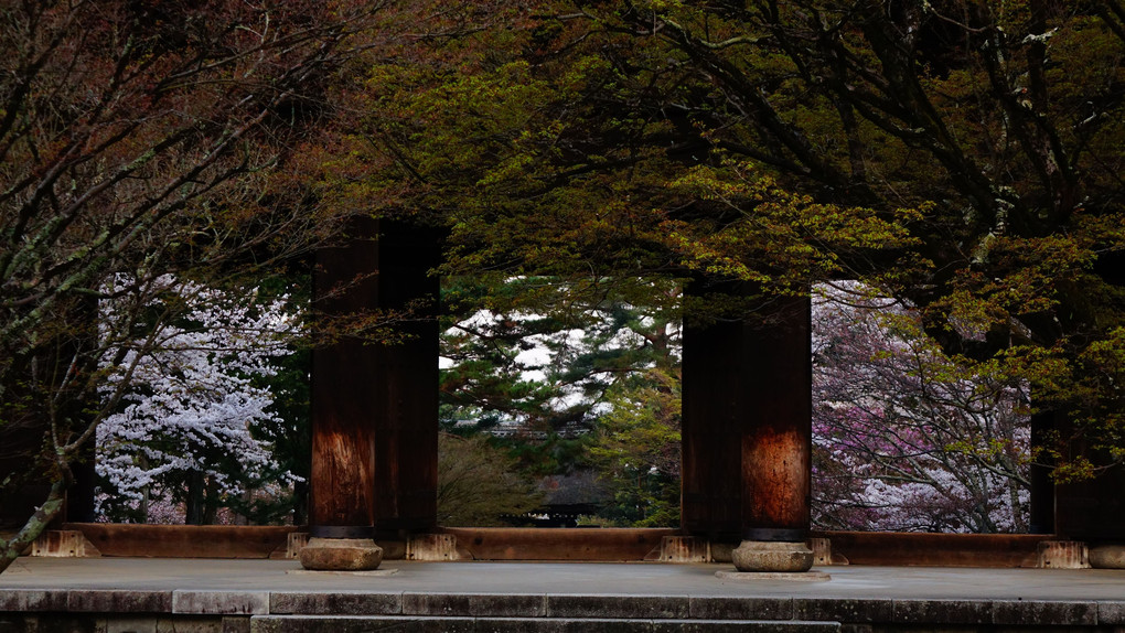 桜が迎える南禅寺
