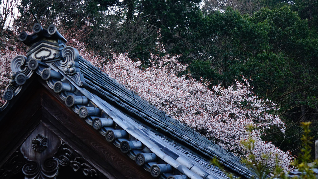 桜が迎える南禅寺
