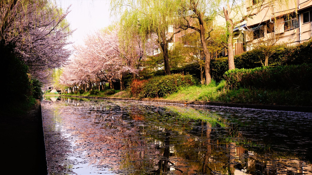 桜映す伏見の運河。