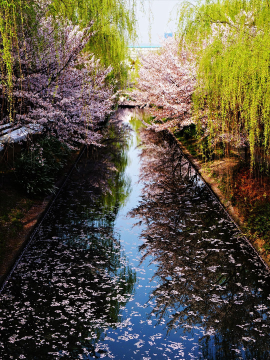 桜映す伏見の運河。