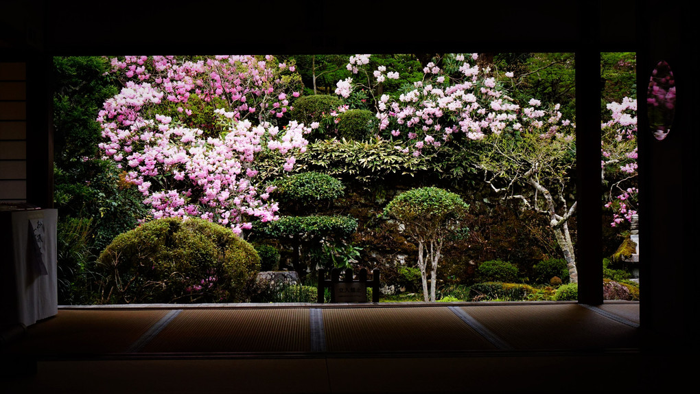 石楠花咲く大原三千院　客殿風景