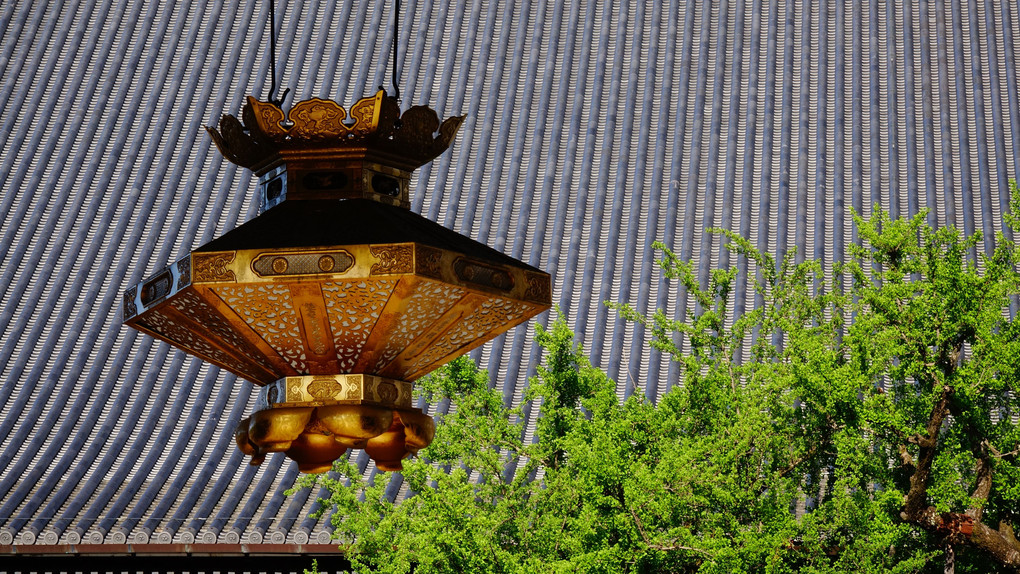 西本願寺　銀杏の新緑