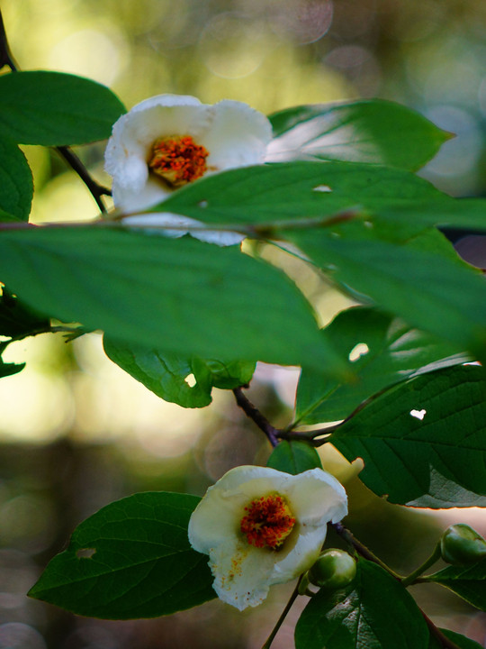 沙羅双樹の花の色