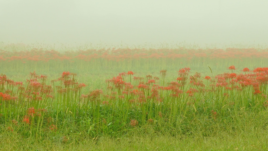 朝霧に浮かぶ亀岡の彼岸花。