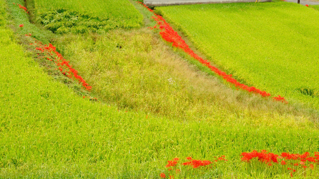 見た目ほど、のどかでも無し明日香の農業