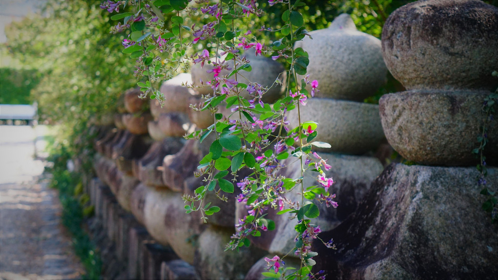 萩の花咲く奈良元興寺にて