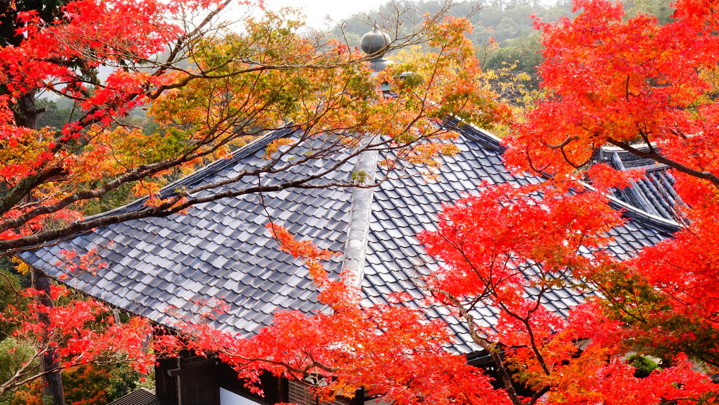 善峯寺　紅葉風景