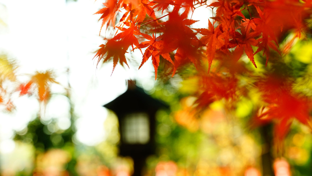 上賀茂社、境内と社家町の秋風景。