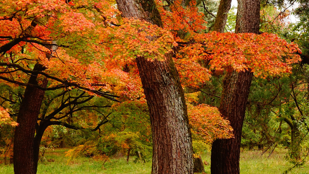 京都御苑の秋　８景