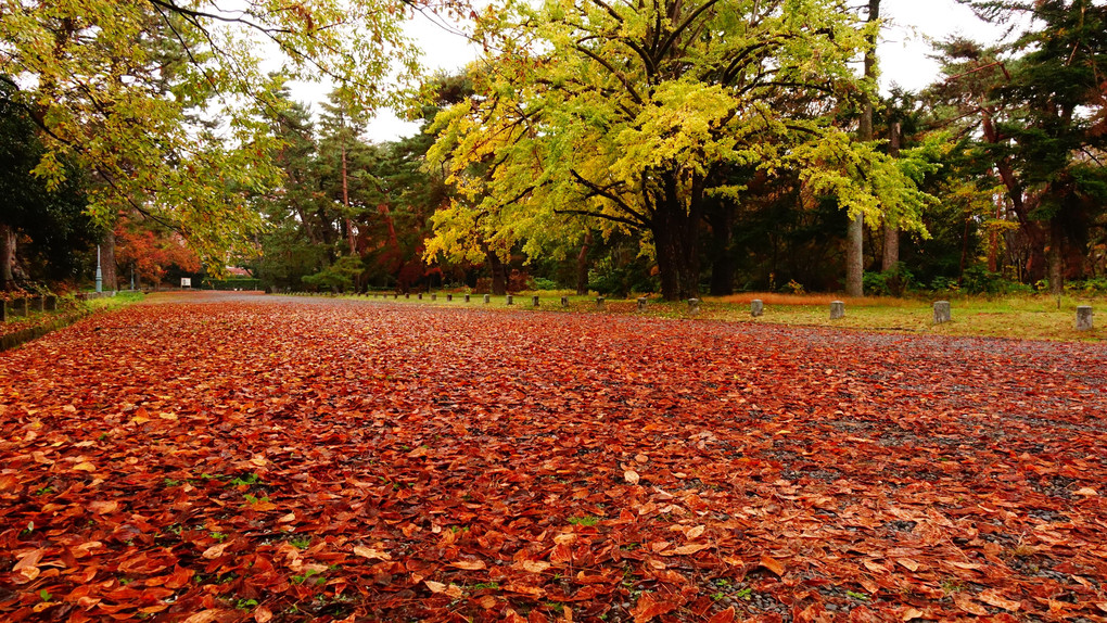 京都御苑の秋　８景