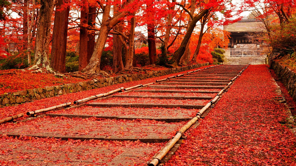 秋のレッドカーペット　京都山科　毘沙門堂にて