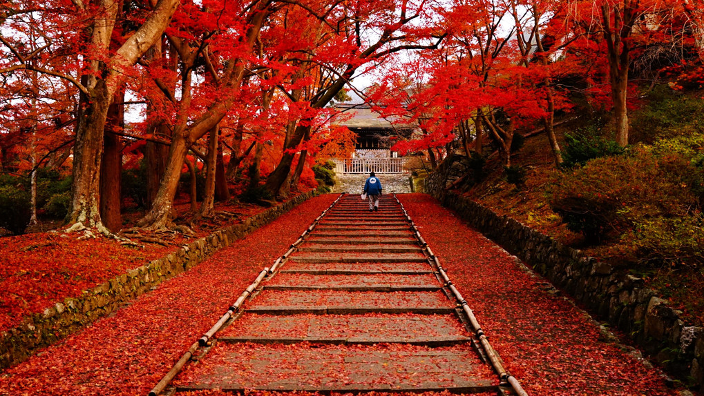 秋のレッドカーペット　京都山科　毘沙門堂にて