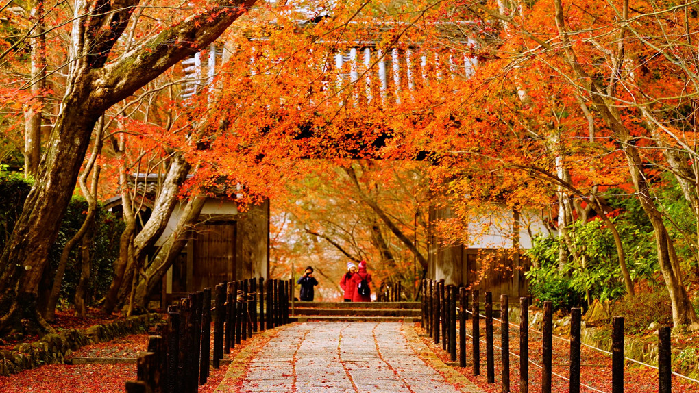 洛西光明寺　仕舞いのもみじ