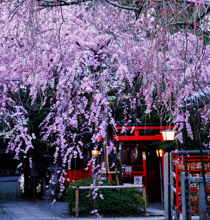 上京区　水火天満宮の枝垂れ桜