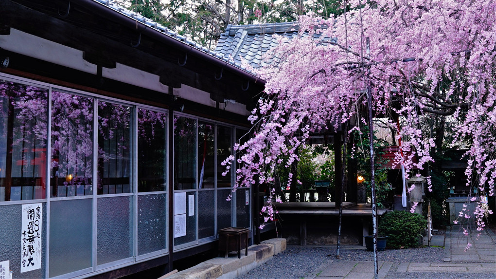 上京区　水火天満宮の枝垂れ桜
