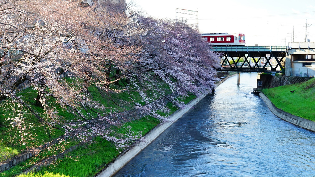 近鉄電車と伏見濠川の桜