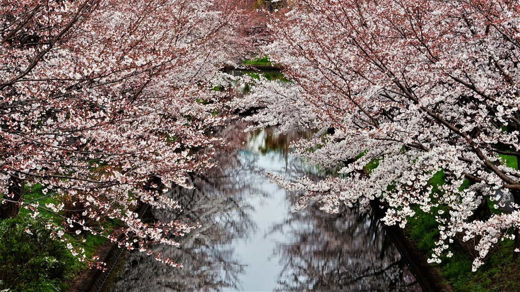 伏見　長州藩邸跡傍の運河の桜