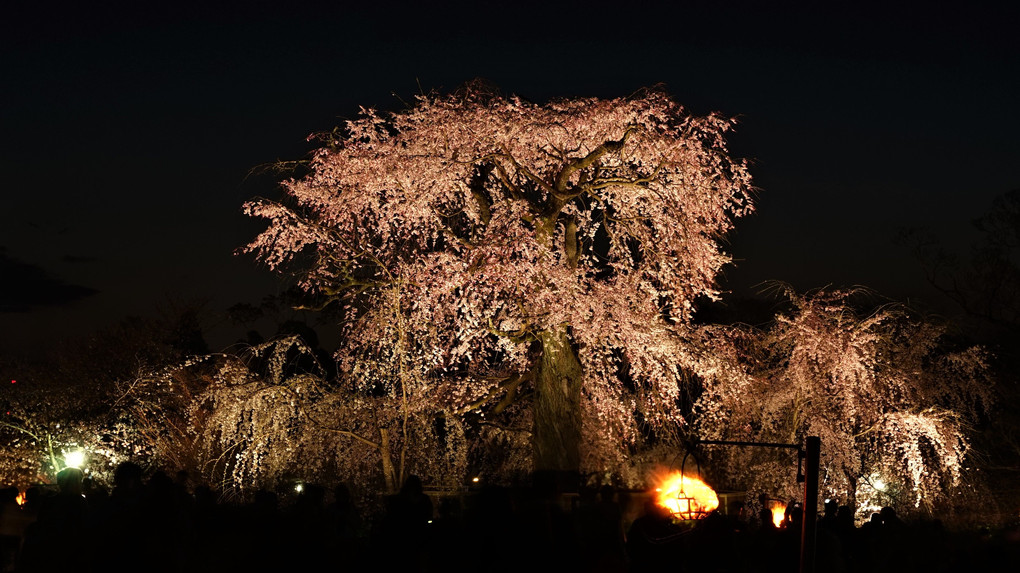 円山公園　大枝垂れ桜