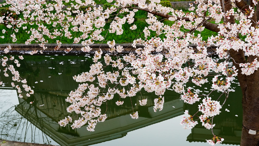 伏見菜の花と桜の風景