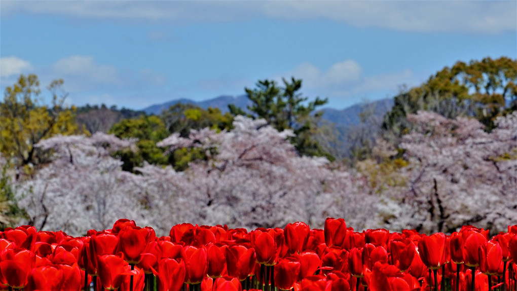 チューリップと桜の咲く風景