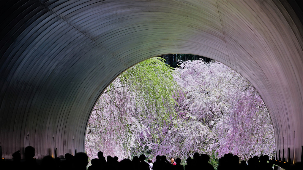 隧道の桜
