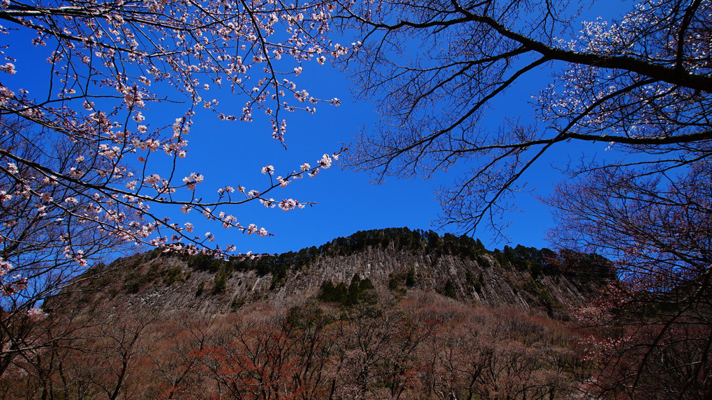 曽爾村　屏風岩の桜