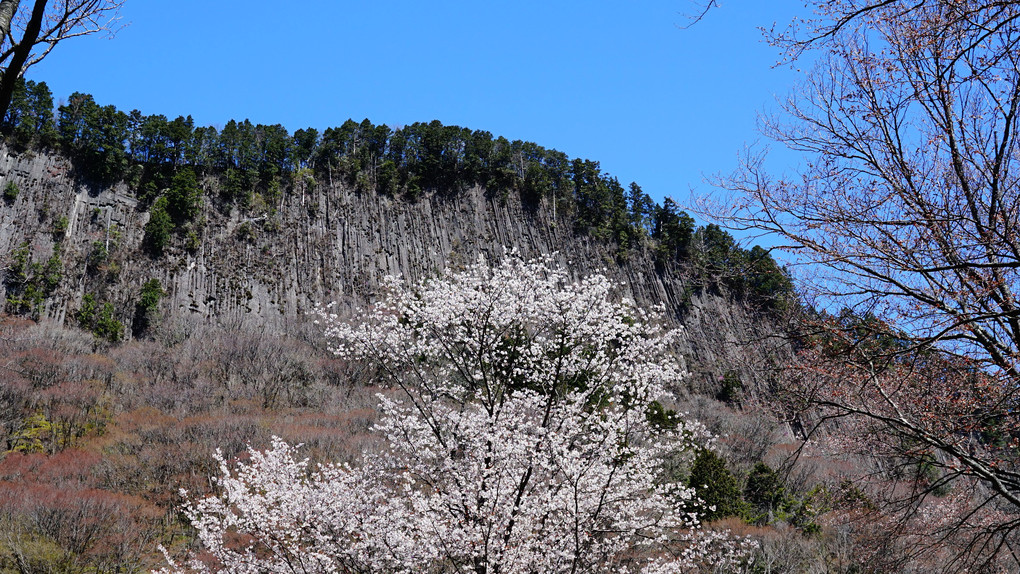 曽爾村　屏風岩の桜