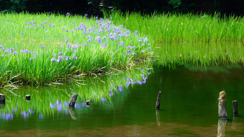 沼の燕子花　３　