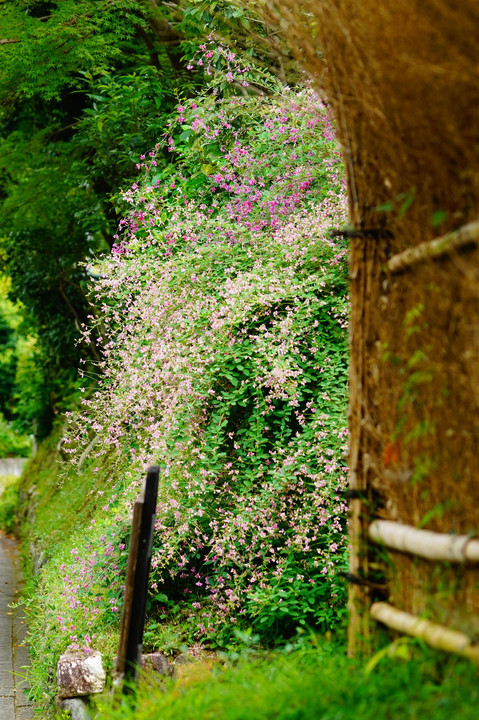 竹垣越しの萩の花