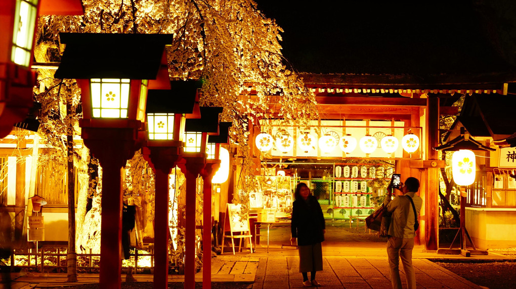 平野神社　魁（さきがけ）桜と夜景