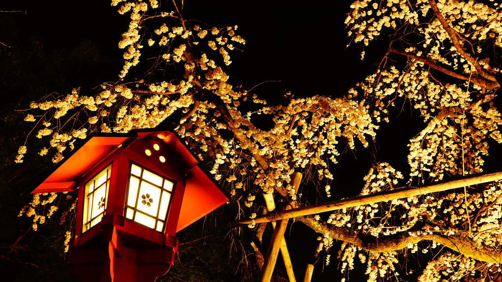 平野神社　魁（さきがけ）桜と夜景