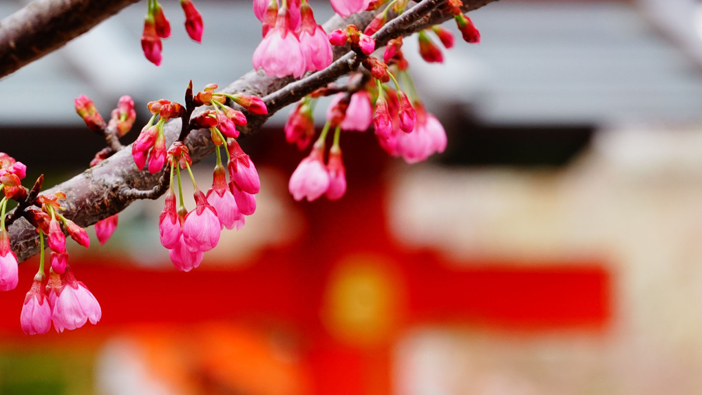 朱に薫る車折（くるまざき）の桜