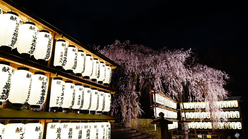 京都市山科区　大石神社の枝垂れ桜