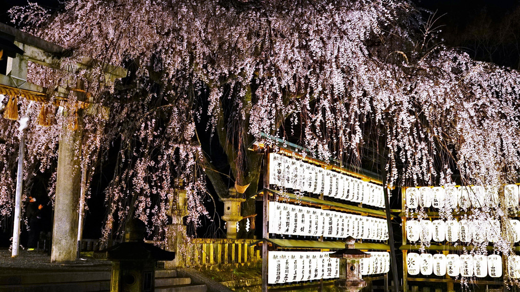 京都市山科区　大石神社の枝垂れ桜