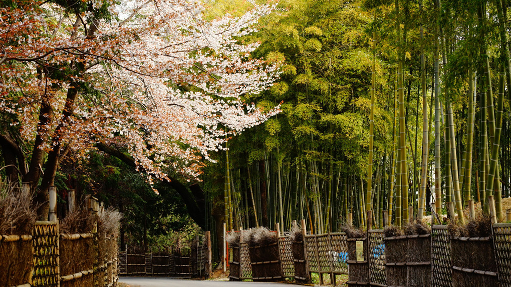 京都市西京区　洛西の桜