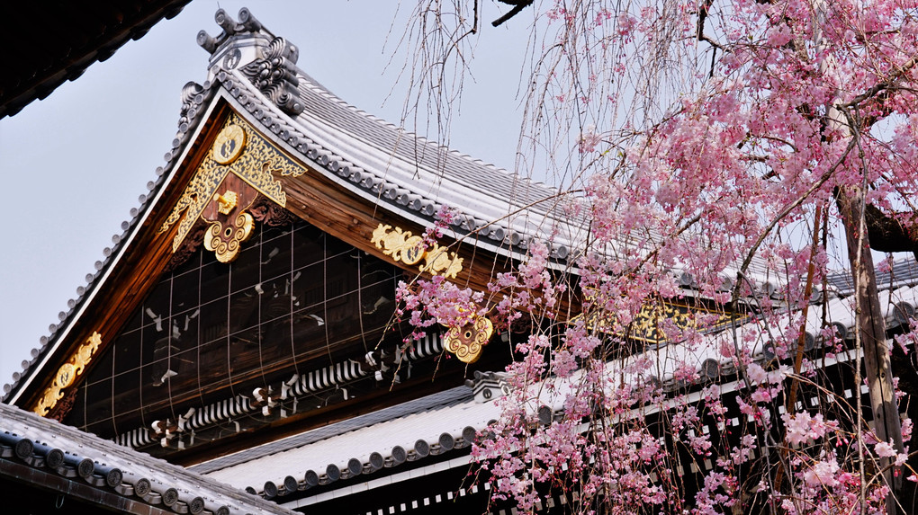 渋谷山佛光寺の枝垂れ桜