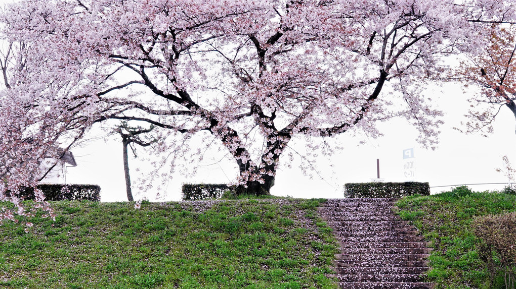 上賀茂　土手の桜