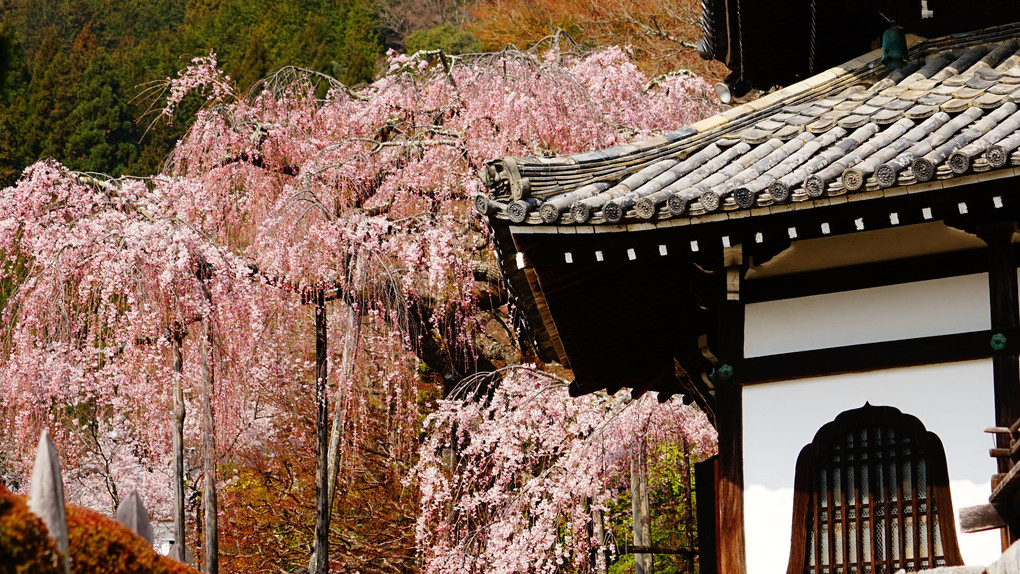 洛西　善峯寺