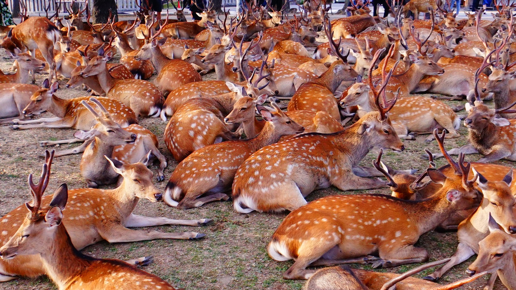 鹿の暑さ対策　奈良公園にて。