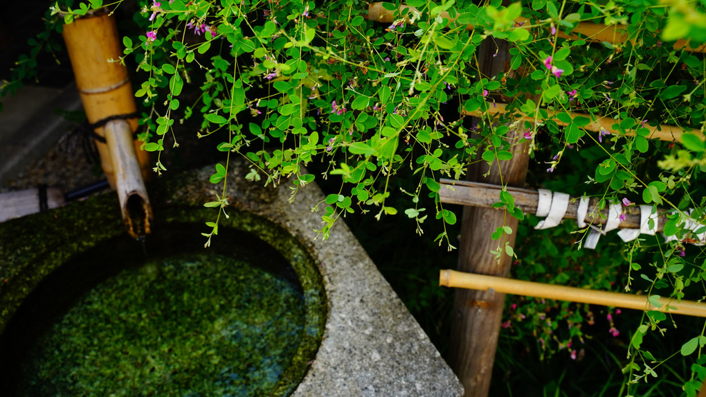 萩咲き始めの梨木神社