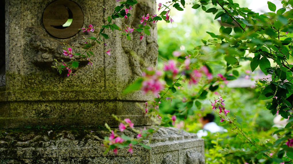 萩咲き始めの梨木神社