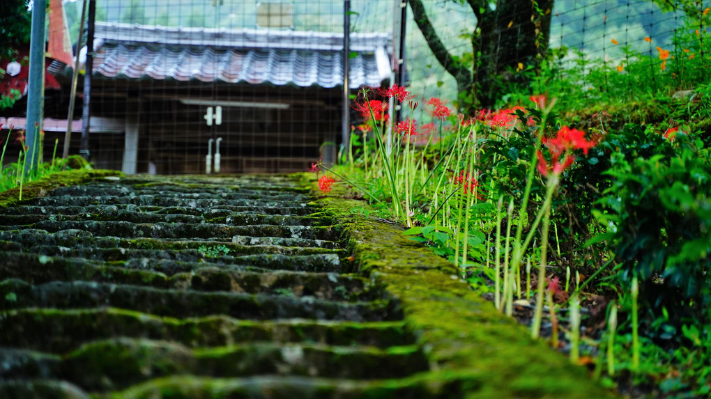 山寺の彼岸花