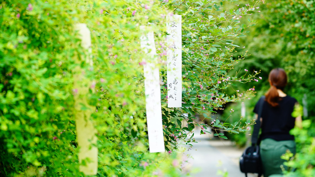 萩咲く梨木神社