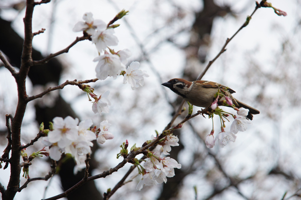 桜の香り　いいにおい～