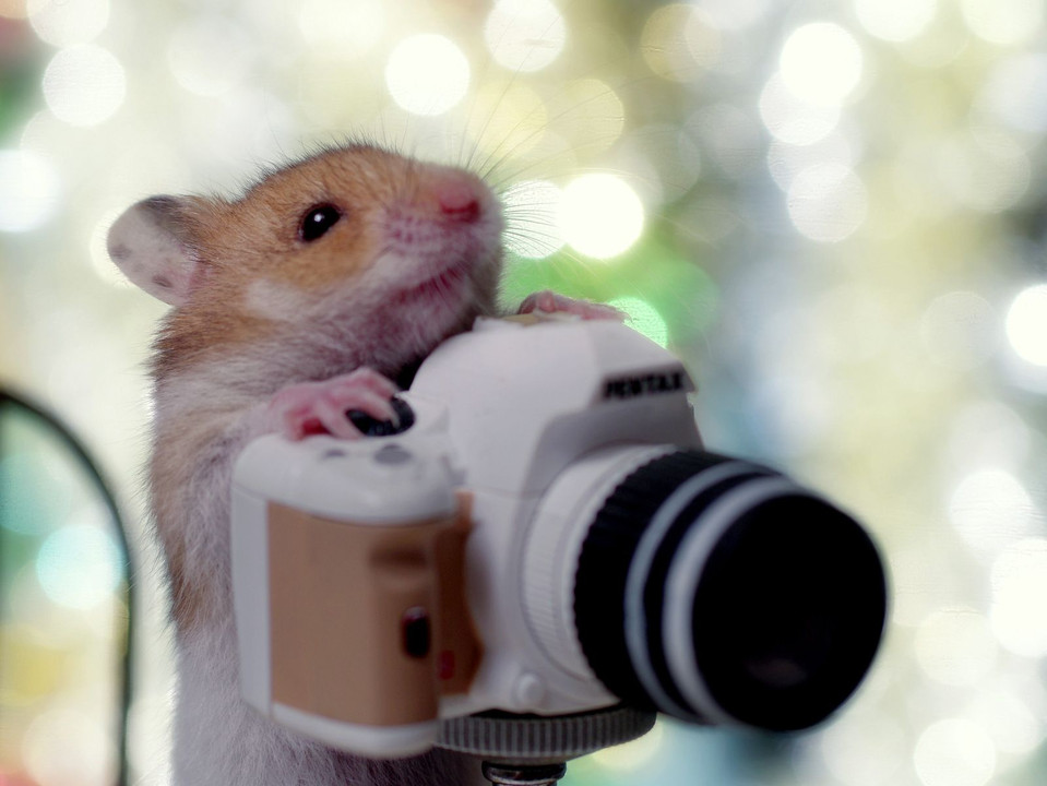 小さなカメラマン
