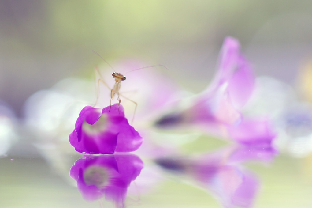 花とカマキリ