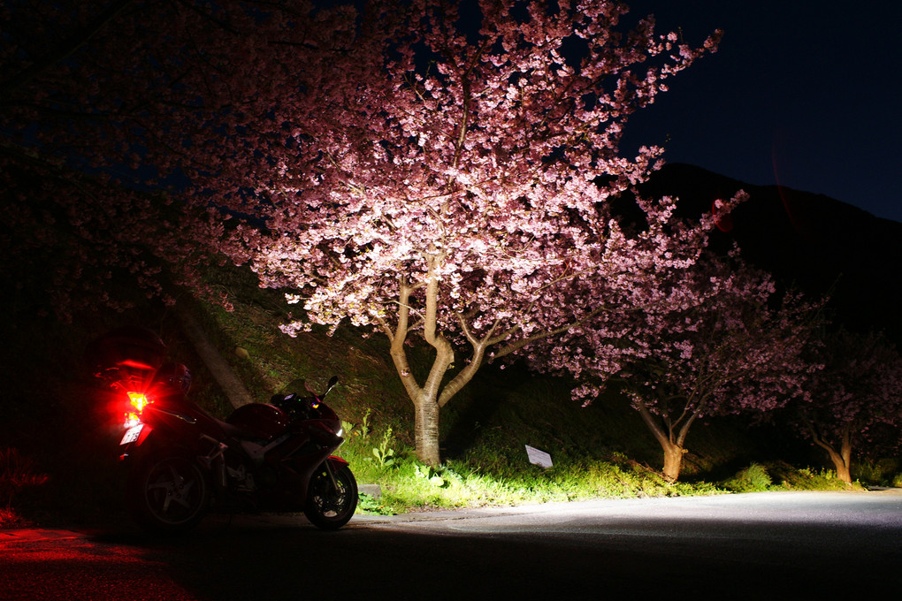 夜×桜×VFR