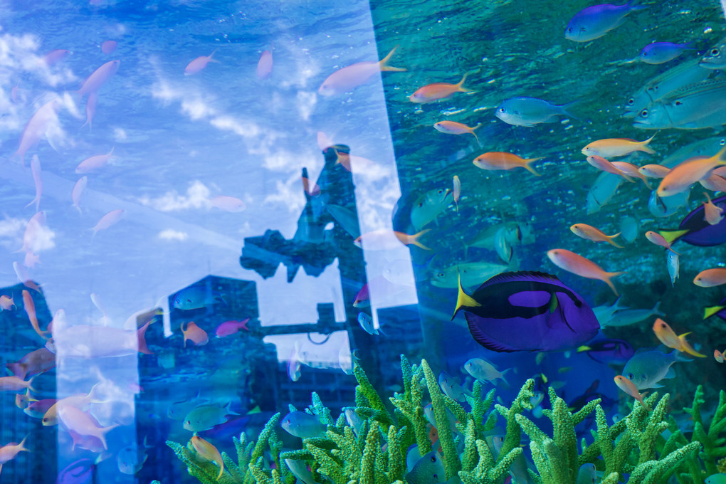 Sony Aquarium その１