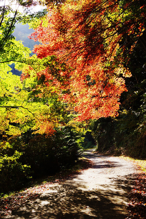 紅葉の小路